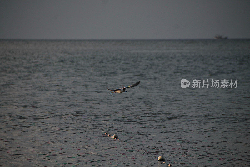 海鸥在波涛的怒吼中低飞