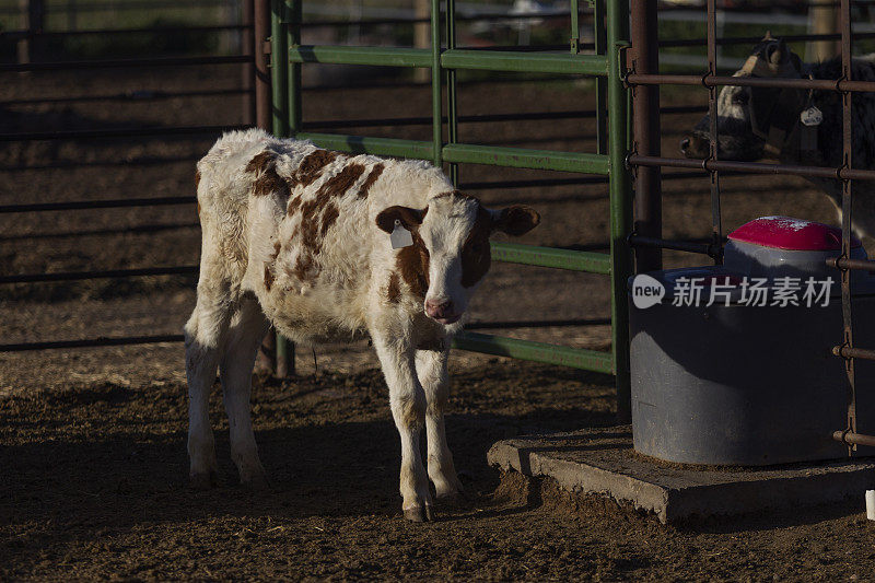在美国犹他州盐湖城SLC西班牙叉竞技场谷仓为牛仔竞技的牛