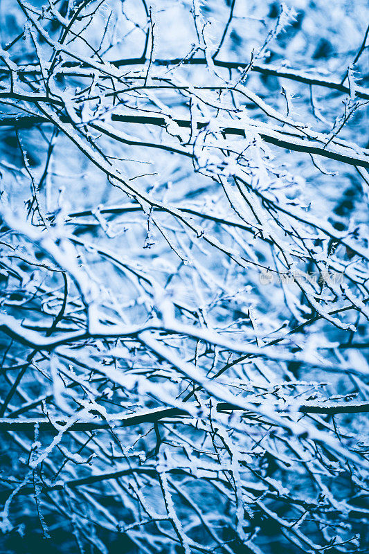 冬枝有雪