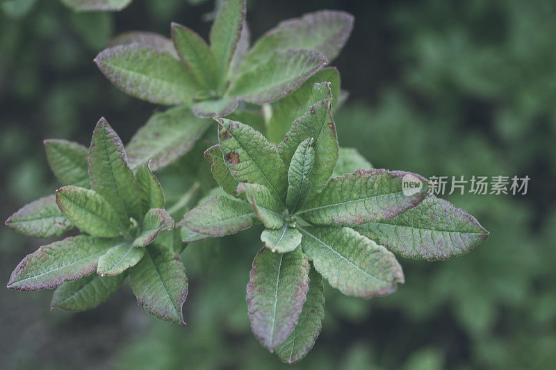 绿色的花的叶子