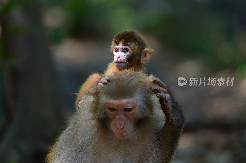 母猴子和它的宝宝