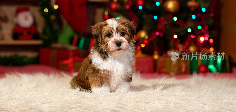 可爱的哈瓦那比雄小狗在圣诞树前