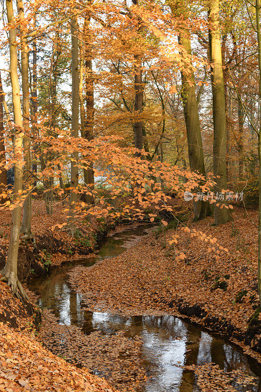 在秋天的一个美丽的日子里，流动的森林小溪