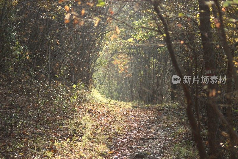 在森林里行走的女人的后视镜