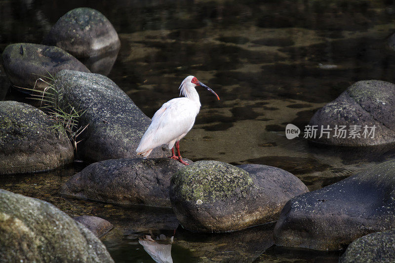 中国河流中的朱鹮