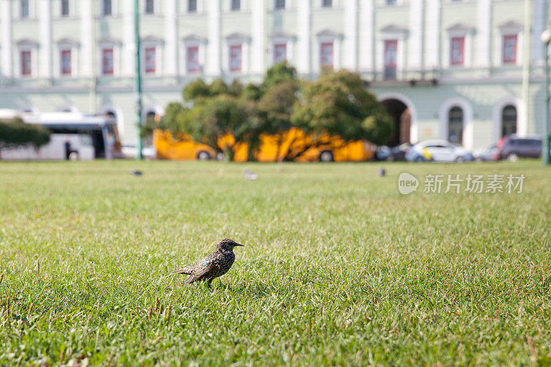 画眉鸟在城市公园的草坪上。