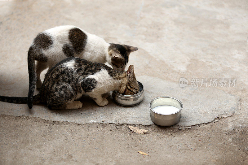 小猫喝牛奶