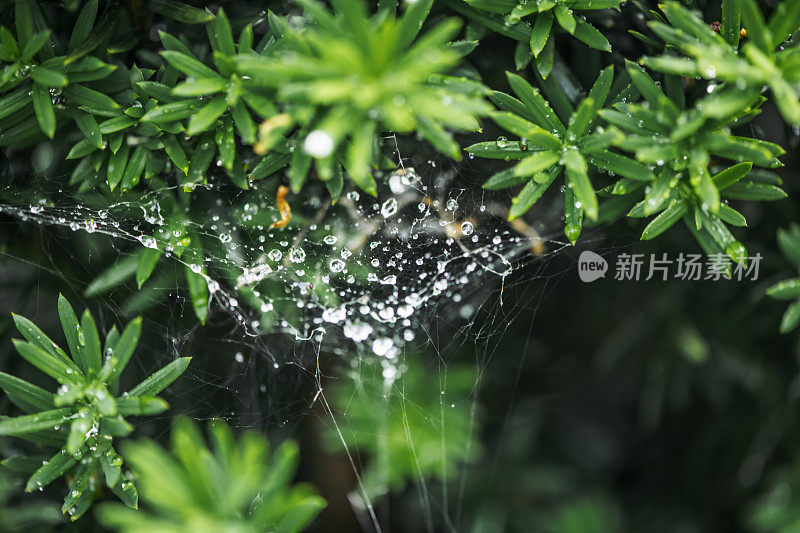 植物上挂着晨露的蜘蛛网