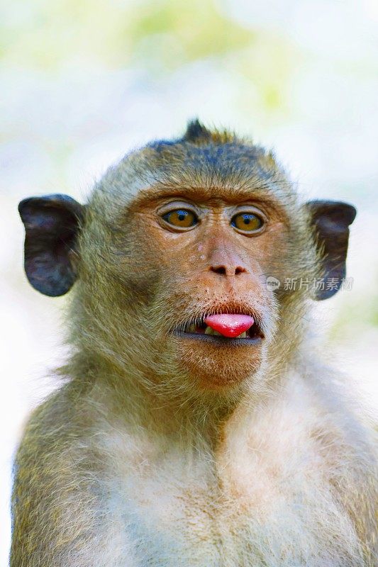 猴子伸出舌头。