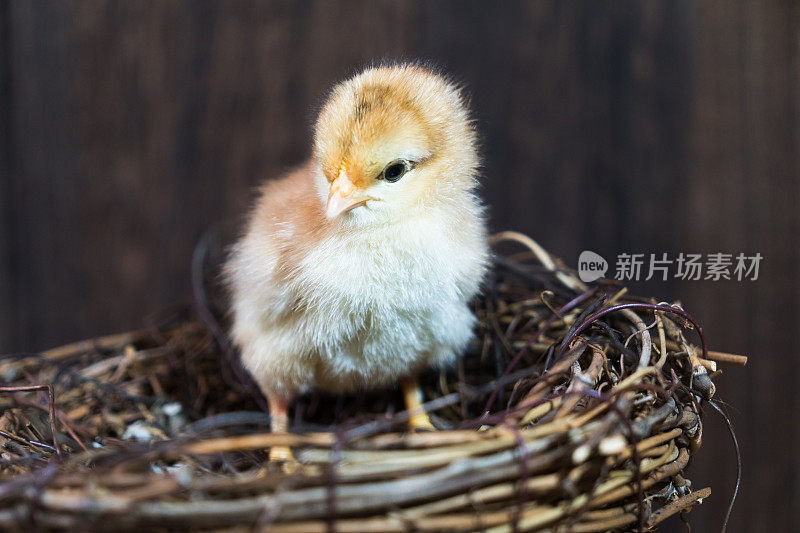 美丽的鸡宝宝