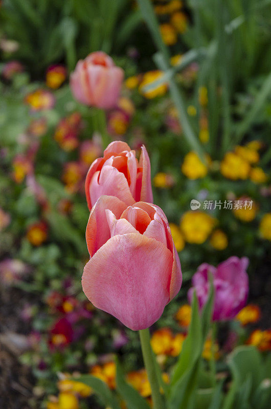 郁金香，早春的花和花