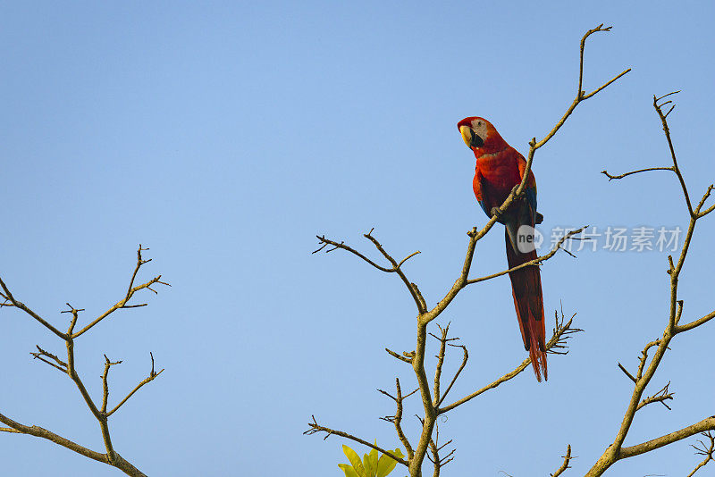 绯红金刚鹦鹉栖息在一棵高大的树上。