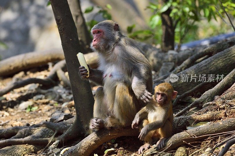 日常生活的野生猕猴雌猴及其幼猴