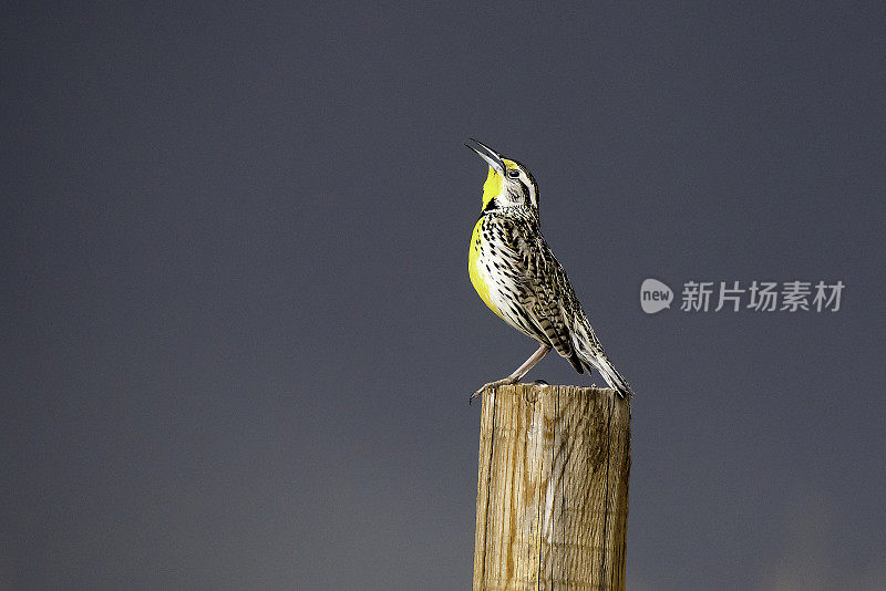 西梅多拉克迎来大风暴