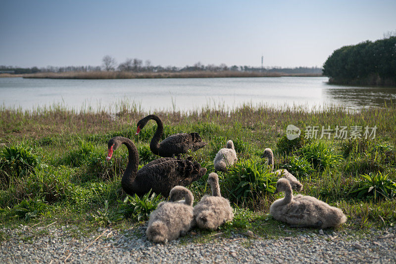 黑天鹅