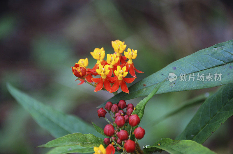 塞拉多的花朵:阿斯克里皮亚斯・库拉西亚维卡