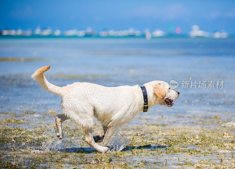 在海滩上奔跑的拉布拉多寻回犬