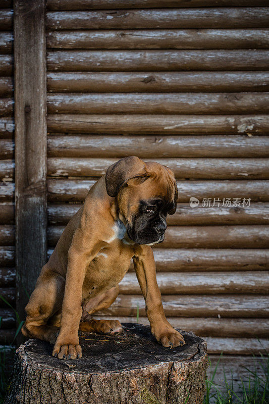 拳师犬坐在木墙前的树桩上。