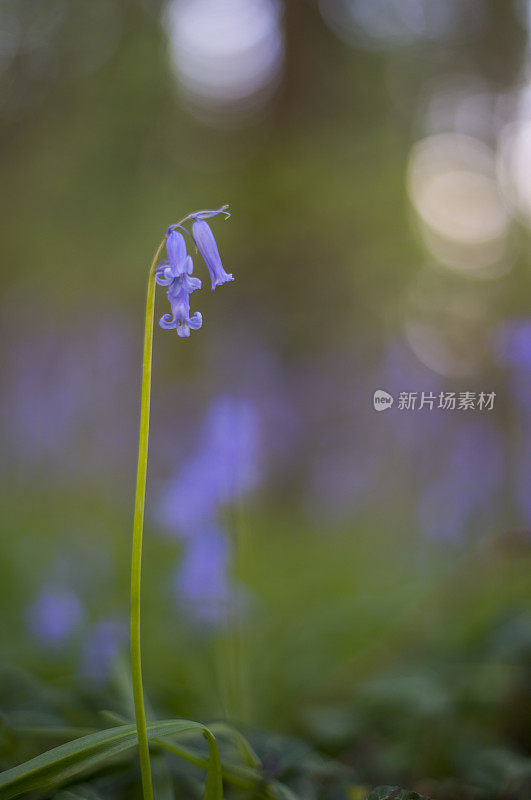 阳光下的风信子，景深较浅