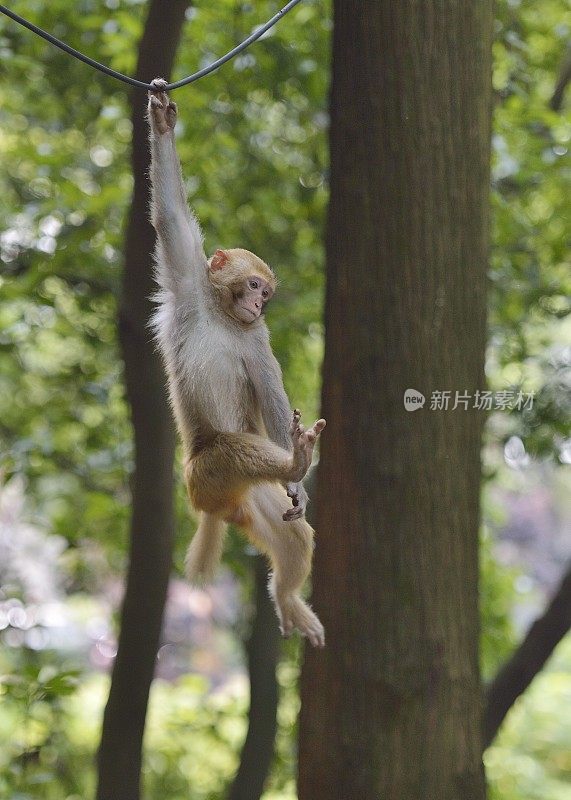 猴子在树上玩