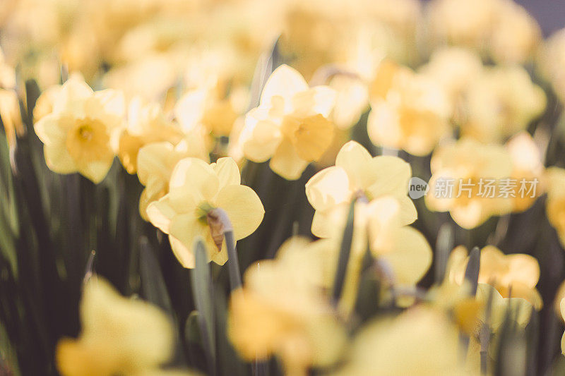 春天的水仙花黄色的花