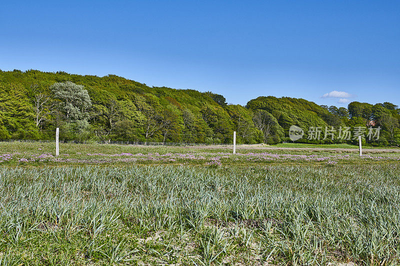 丹麦森林和海岸附近的草地