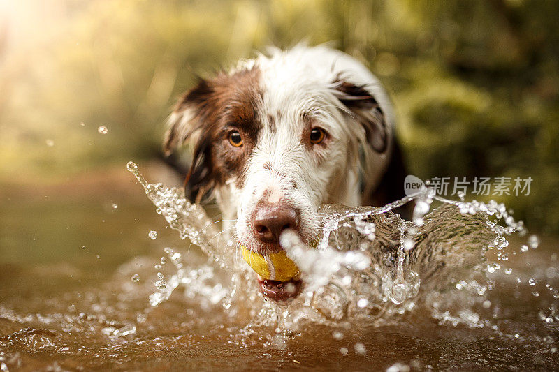 狗在水里玩接球