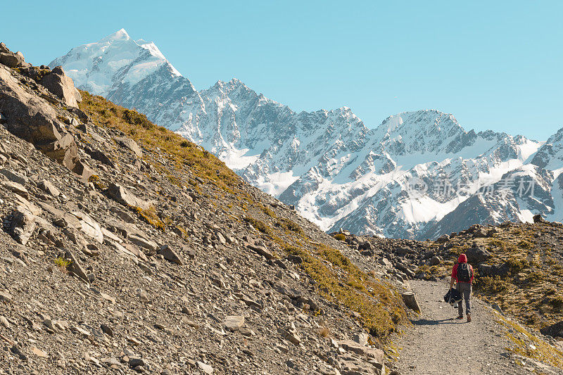 新西兰库克山;独自徒步旅行者在阳光下在库克山徒步路线。