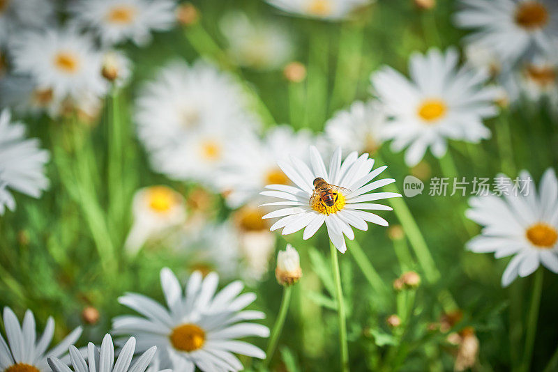 蜜蜂在花上休息