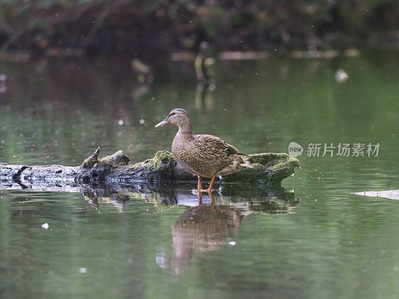 鸭子