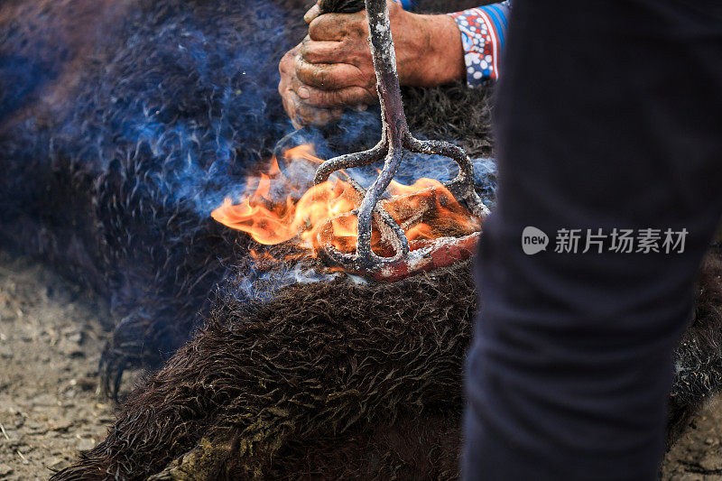 费拉德在卡马格