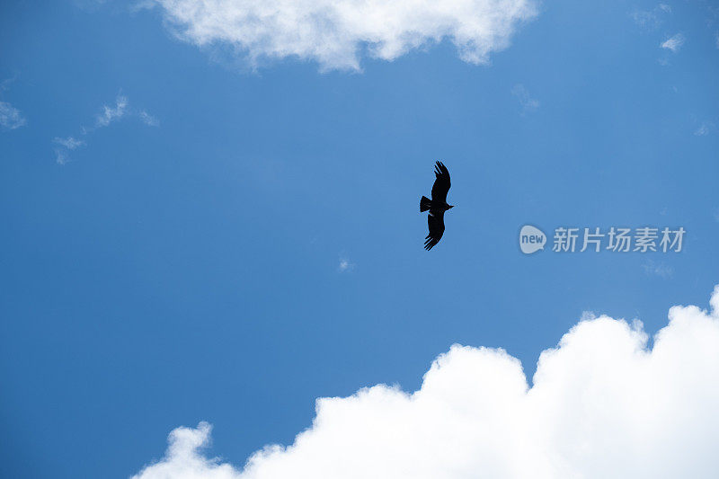 阿根廷，一只安第斯秃鹰在莫雷诺冰川附近飞行