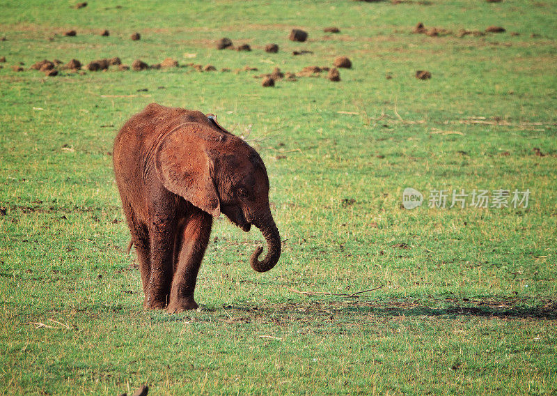 年轻的大象