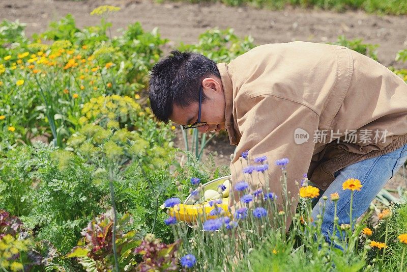 一个年轻的农民在他的菜园里