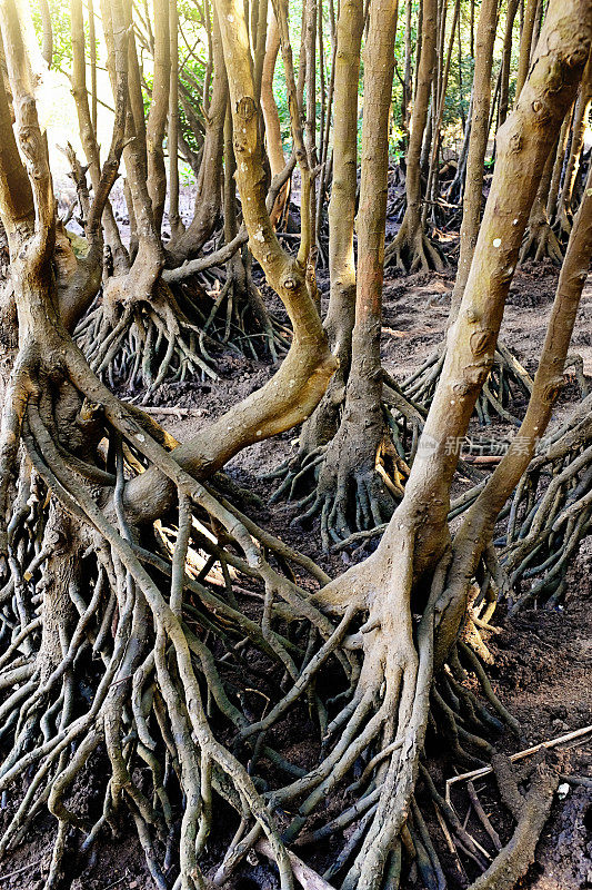 缠结的黑红树林的根