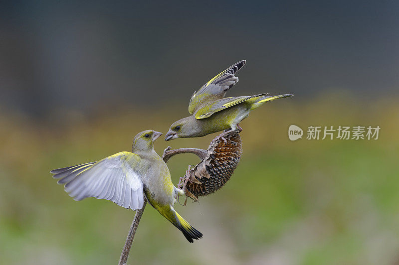 绿雀在向日葵上战斗