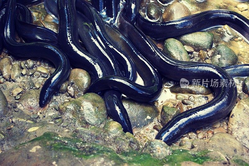 新西兰长鳍鳗(鳗鲡)