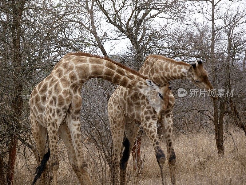 在南非克鲁格国家公园与长颈鹿公牛搏斗