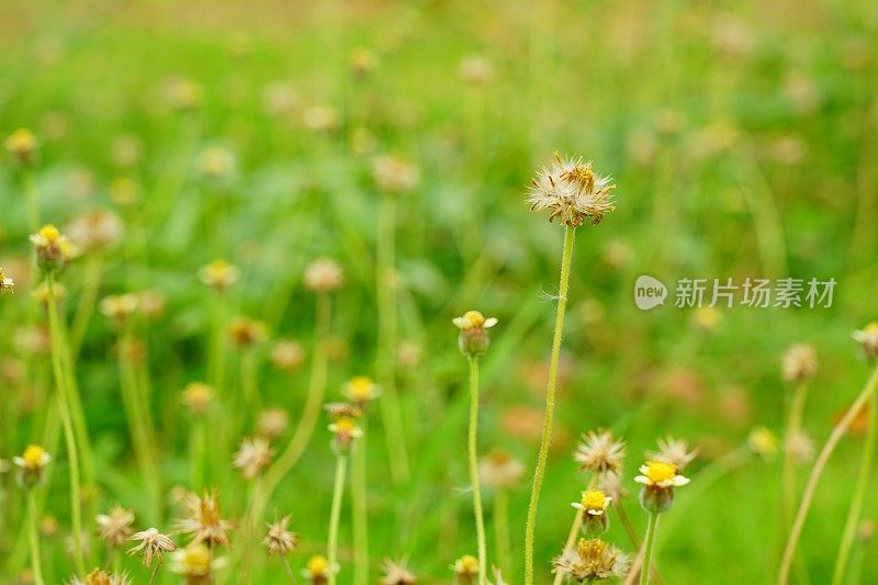 田野里的早晨