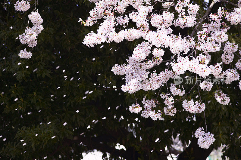 从樱桃树上飘落的花瓣