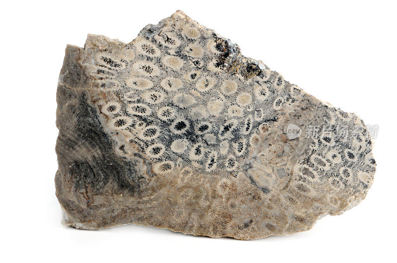化石石珊瑚在白色的背景