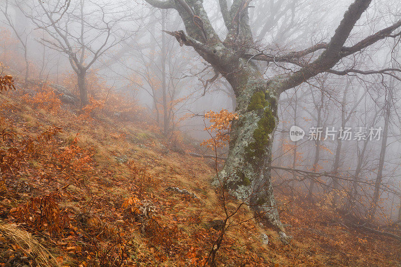 山坡上神秘雾蒙蒙的秋天森林。