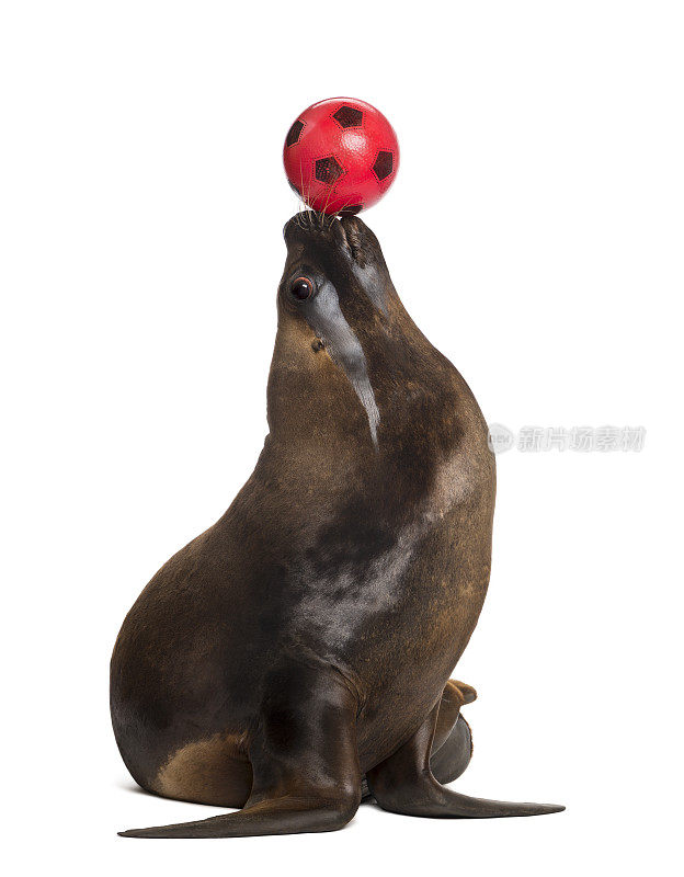 加州海狮，17岁，正在玩球