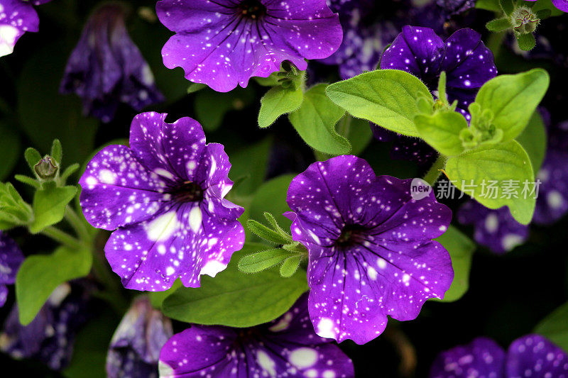 紫色喇叭花。