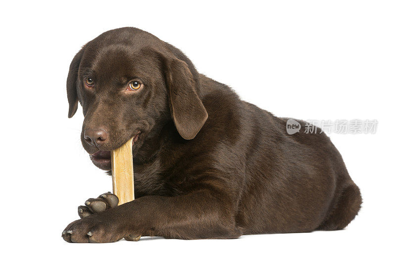 巧克力拉布拉多犬躺着啃着狗骨头