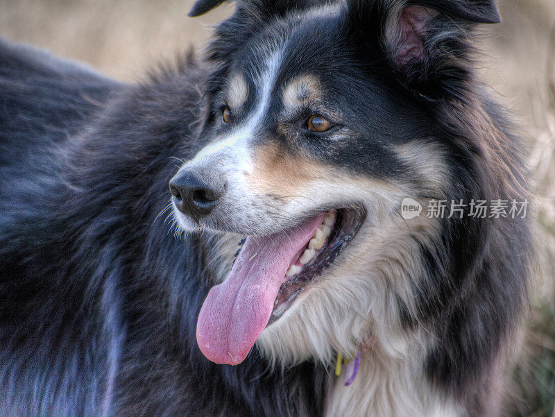 友好的边境牧羊犬