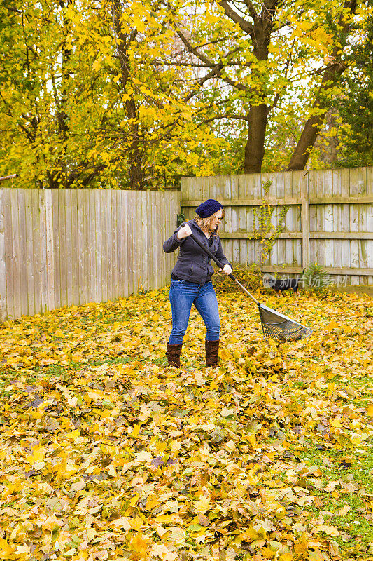 年轻女子在院子里耙树叶。秋天的颜色