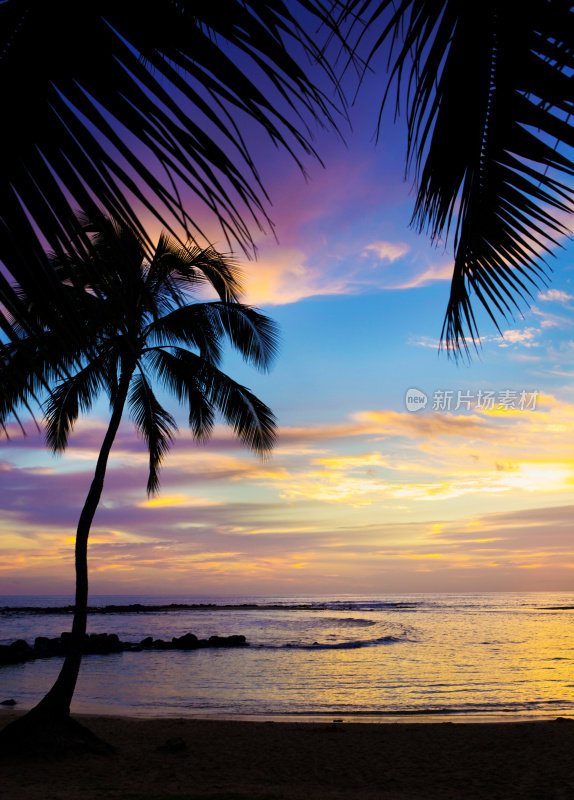 在考艾岛的波伊普海滩上的西胡特棕榈树日落