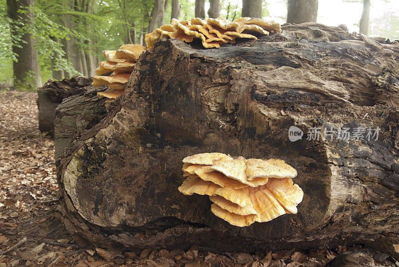 木真菌（乳腺硫化物）