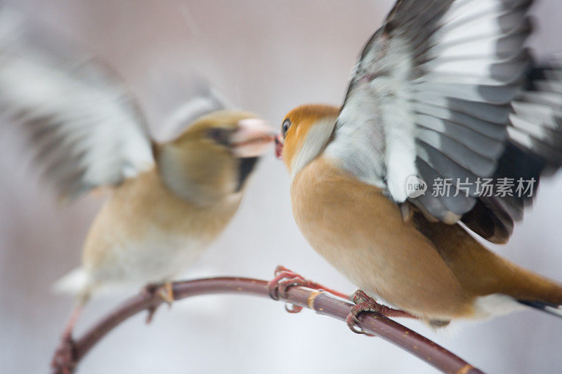 Beak-to-beak战斗